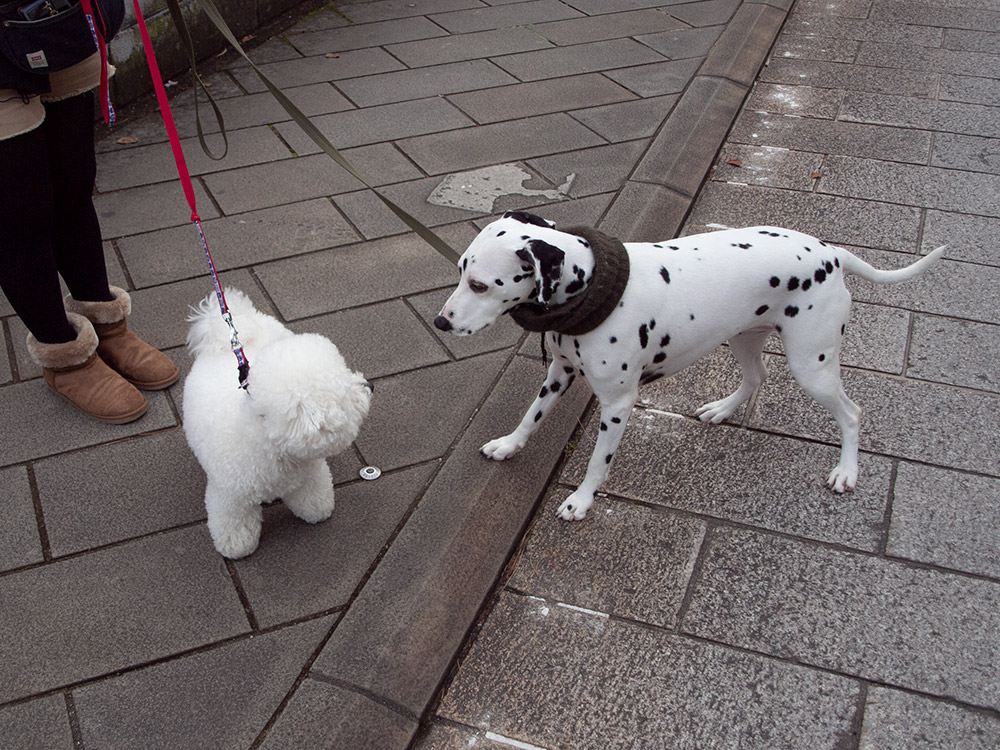 リュック社長と犬