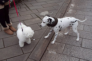 リュック社長と犬