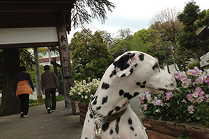 リュックとさるく博
