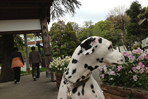 リュックとさるく博