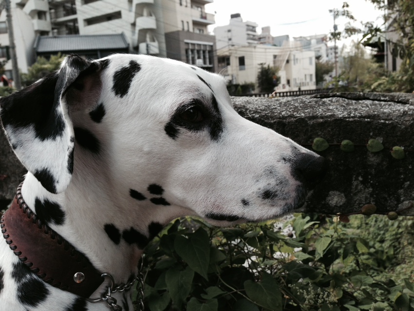 リュック眼鏡橋