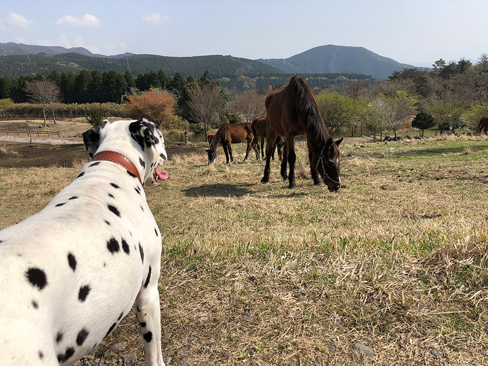 鹿児島POSY馬とリュック