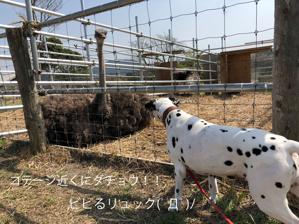 鹿児島POSYダチョウ