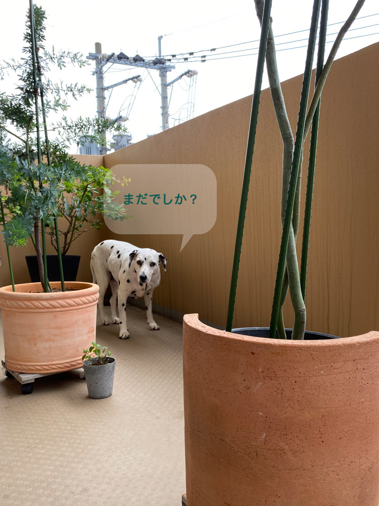 リュック密着2朝食待ち