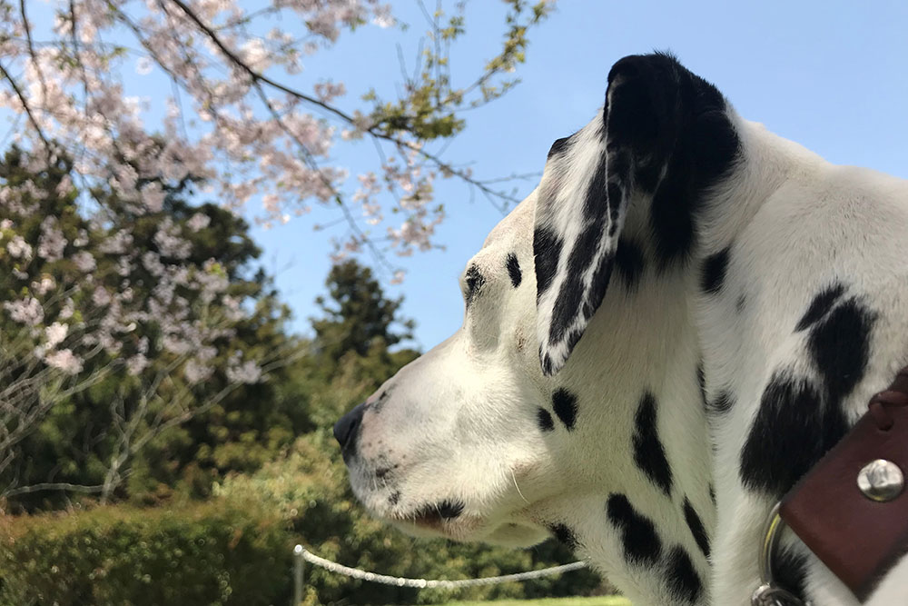 桜とリュック